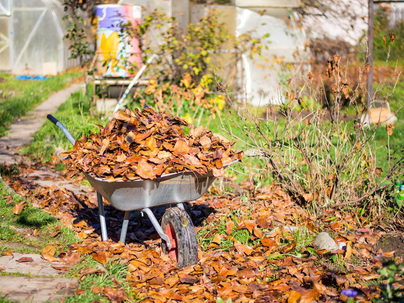 Ein Schubkarren mit Herbstlaub steht im Garten.